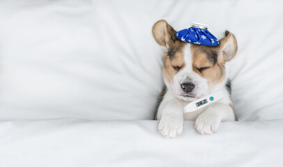 Sick Beagle puppy with thermometer and with ice bag or ice pack on it head sleeps under warm blanket on a bed at home. Top down view. Empty space for text