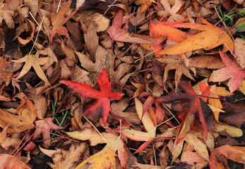 Colorful Autumn Maple Leaves Fallen on the Ground