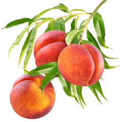 Bunch of Red Peach fruit with leaf on green natural garden Blur background, Sweet Red Peach fruit...