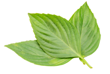 Fresh green basil herb leaves on white background, Sweet basil on White Background PNG File.