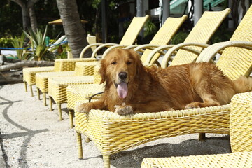 Golden retriever dog resting on a yellow beach chair