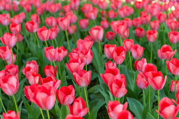 blooming spring red tulips flower like background in park, garden floral background