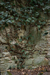 Climbing plant ivy grows and creeps along the old ancient fence, structure, building .