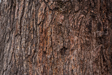 Tree bark brown texture close up, natural background