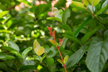 Close up of pink leaf on the garden 
