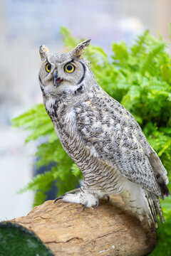 Owl staring with yellow eyes and unfocused background