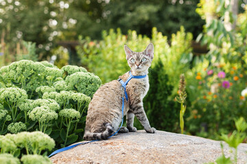 Devon Rex cat walking in garden, has opportunity to get physical activity through climbing, running and exploring. Outdoors activity for cats concept photo. Happy domestic feline walking on a leash