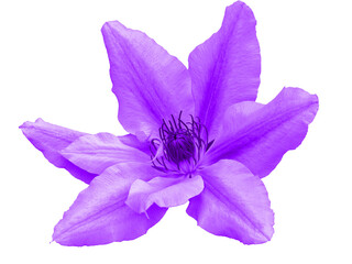 Clematis