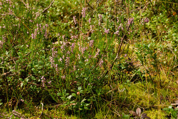 Small lilac heather flowers on a green meadow in the forest