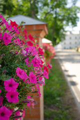 Fototapeta na wymiar Pink petunia flowers in a flower pot hang on a fence. Vertical photo of a beautiful street interior