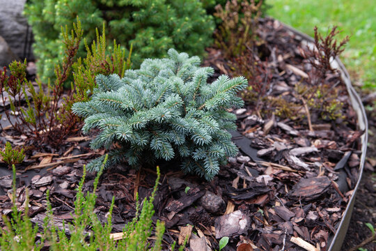 Picea pungens Waldbrunn in evergreen collectors garden. Little pretty with symmetrical layered branching and long, blue-gray-green needles, a unique color shade for this species. Colorado blue spruce.