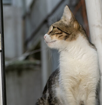 Turkish homeless stray cat. Street cat. 2022 November Istanbul Turkey,	