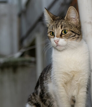 Turkish homeless stray cat. Street cat. 2022 November Istanbul Turkey,	