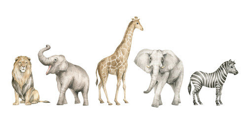 Watercolor set with wild savannah animals. Giraffe, elephants, lion, zebra. Cute safari wildlife animal - obrazy, fototapety, plakaty