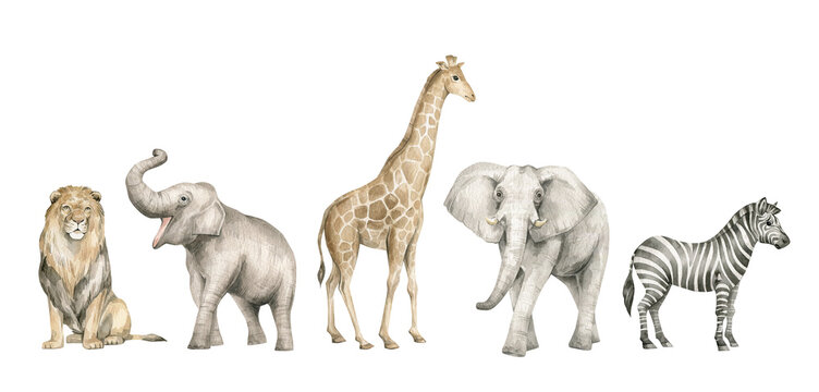 Watercolor set with wild savannah animals. Giraffe, elephants, lion, zebra. Cute safari wildlife animal