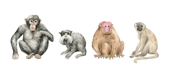 Watercolor set with monkey animals. Chimpanzee, tamarin, uakari, vervet. Cute hand-painted wild tropical animals - obrazy, fototapety, plakaty