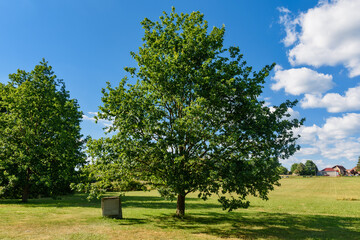 Fototapeta na wymiar Historical Landmark Remains of Old Oak Tree in Takovo Park