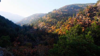 Colorful autumn scenery in the forest,  faall colors, fall