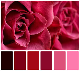 Beautiful fresh roses and color palette. Collage