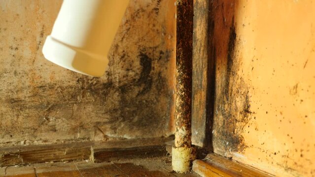 Chlorine is sprayed on a wall affected by mold and fungus. Fight against moisture, mold and fungus.