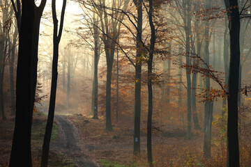 Autumn, road in beech forest in morning light