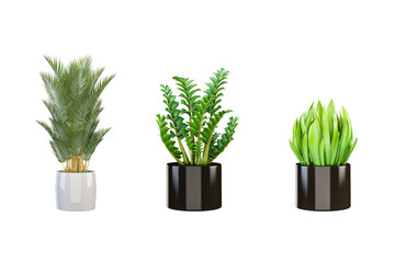 Ornamental plant on pot isolated on white. PNG format.