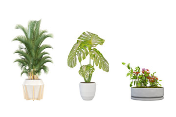 Ornamental plant on pot isolated on white. PNG format.