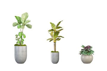 Ornamental plant on pot isolated on white. PNG format.