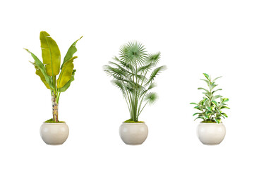 Obraz na płótnie Canvas Ornamental plant on pot isolated on white. PNG format.