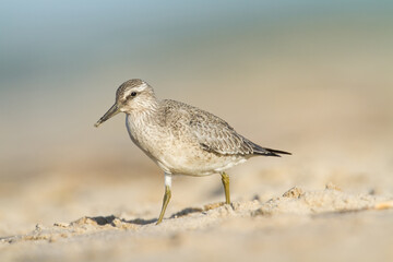 Shorebird - juvenile Calidris canutus, Red Knot on the Baltic Sea shore, migratory bird Poland Europe