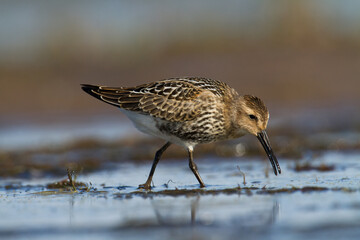 Shore bird - Dunlin Calidris alpina, migratory bird, Baltic Sea, wildlife Poland Europe