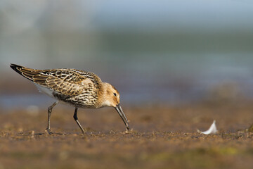 Shore bird - Dunlin Calidris alpina, migratory bird, Baltic Sea, wildlife Poland Europe