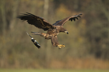 Majestic predator White-tailed eagle, Haliaeetus albicilla in Poland wild nature	