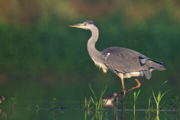 Bird Grey heron, gray heron Ardea cinerea bird on dark green background, hunting time