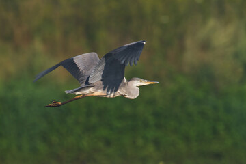 Bird Grey heron, gray heron Ardea cinerea bird on dark green background, hunting time