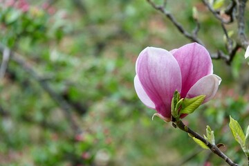Magnolia soulangeana is a hybrid plant in the genus Magnolia and family Magnoliaceae. Magnolia flowers, blurred beautiful bokeh background with copyspace. High quality photo