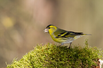 Bird Siskin Carduelis spinus male, small yellow bird, winter time in Poland Europe	