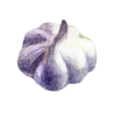 Watercolor illustration. Garlic. Head of garlic. Watercolor drawing of vegetables. - 546211203