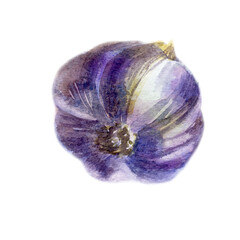 Watercolor illustration. Garlic. Head of garlic. Watercolor drawing of vegetables.