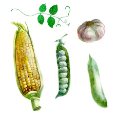 Watercolor illustration, set. Corn, peas and garlic. Watercolor drawing of vegetables.