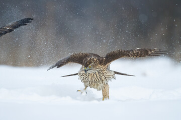 Birds of prey Goshawk Accipiter gentilis juvenile bird hunting time Poland Europe bird on the snowy ground, winter time