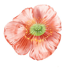 Poppy on a white background. Watercolor illustration of a red flower.