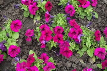 Deep pink flowers of petunias in mid June