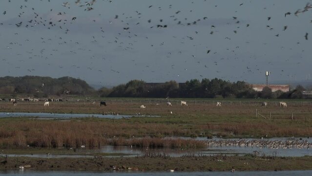 Nature reserve as birds fly in large flocks over wetland. Bird flu and wading birds in England UK. Scene in nature and animals in wild with farm animals cows UK 4K