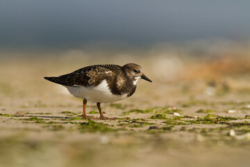 bird - Ruddy Turnstone migratory Arenaria interpres shorebird, migratory bird, Poland Europe Baltic Sea
