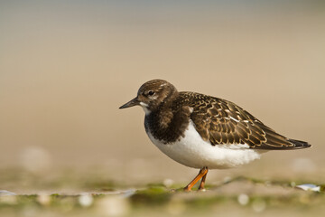 bird - Ruddy Turnstone migratory Arenaria interpres shorebird, migratory bird, Poland Europe Baltic Sea