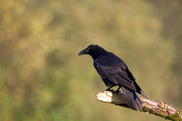 Fototapeta premium Bird Common Raven Corvus corax, dark style big black scary bird