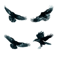 Birds flying ravens isolated on white background Corvus corax. Halloween - mix four birds,...