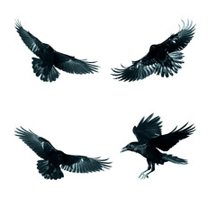 Birds flying ravens isolated on white background Corvus corax. Halloween - mix four birds, silhouette of a large black bird in flight cut out on a white background for use in graphic arts