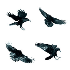 Fototapeta premium Birds flying ravens isolated on white background Corvus corax. Halloween - mix four birds, silhouette of a large black bird in flight cut out on a white background for use in graphic arts
